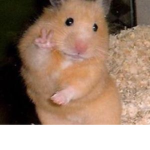 Hamster Boiis