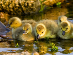 Ducks Tower
