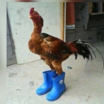Galo de Botas Community