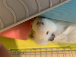 Guinea Piggie That Is Silly