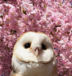 Owl fan club!