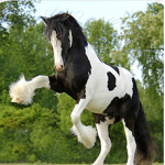Saddle Up Stable