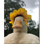 goose army on venus