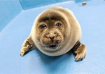 i love seals...