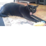 Le crazy fiv e