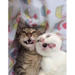 Cats Kawaii (solo se unen los fans de los gatos uw