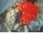 Turtle Salvation!