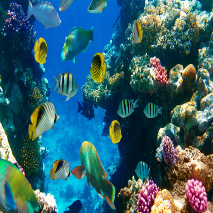 Fish Photo Roblox decal