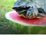 Turtle games army