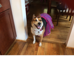 Trash and dogs only club