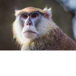 monke group best group
