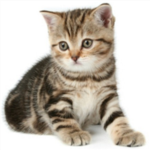 [] Cat Nation []