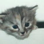 the kitty cat facility