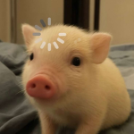 Waami