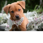 Adorable Puppy Club