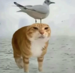 kwawy nalesinik