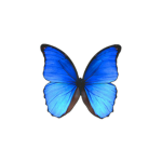 x..ButterflySquad..x