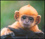 Ginger Monkeys