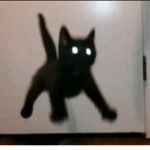 praise a cat