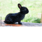 The Fluffy Black Bunny Group