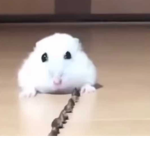 The hamsters<3