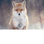 Fox army official fan club