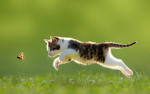 frolicking