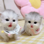 Cutecore kitty's