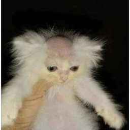 GatitoPelon