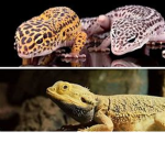 geckos and beared dragon united