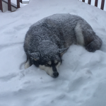 WOLVEN IS DEAD
