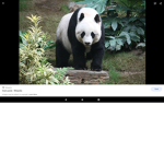 Panda gang "pandas only"