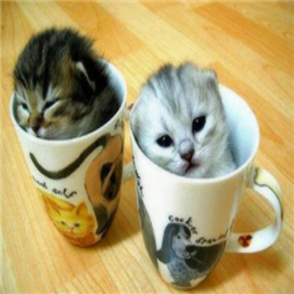 cute cats Roblox decal