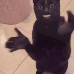 Clapping Cat
