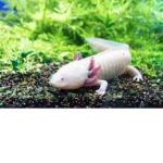 king axolotl group !