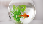 Team poisson pané