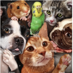 Pet Talk!