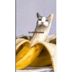 Fans de los gatitos y roblox