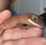 TheReptilePeople