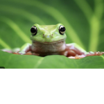 —Froggy Friends—