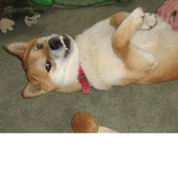 Survival Of Shiba Area 51