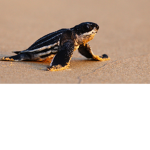 Renes Turtles
