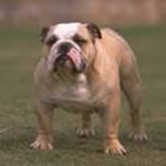 the crazy bulldogs