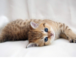 Cat ppl!