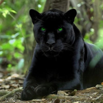 Group jaguar