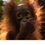 Sussy Monkey Tournaments