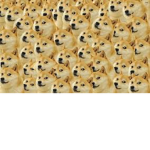 Doge fun home doges