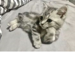 Lizzy's Royale High Hangout