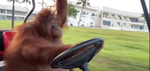 Orangutan air force