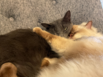 max and miku
